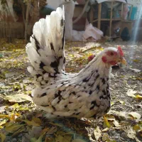 مرغ و خروس جاپنیز