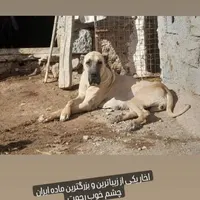 ماده لیون|سگ|مشگین شهر, |دیوار