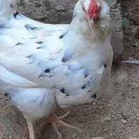 تخم مرغ گلین نطفه دار