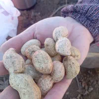 فروش بادام زمینی اطلسی درشت پر مغز|عمده‌فروشی|پارس‌آباد, |دیوار