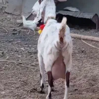 فروش بهترین بزای شیری وچند قلوزا|حیوانات مزرعه|بردسکن, |دیوار