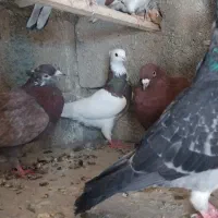 تعدادی کبوتر ساعتی مسافتی