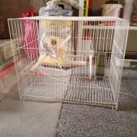 عروس هلندی نر اماده