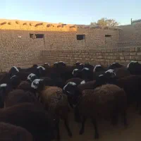 فروش ویژه  ۳۰راس برماده نژاد اصیل شال|حیوانات مزرعه|قم, یزدان‌شهر|دیوار