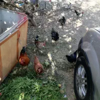 دو عدد خروس رسمی جوان فروشی|حیوانات مزرعه|تهران, سعیدآباد|دیوار