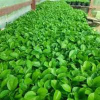 فروش سبزه نارنج|گل و گیاه طبیعی|ساری, |دیوار