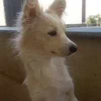 واگذاری رایگان سگ اشپیتز