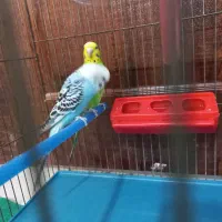 مرغ عشق|پرنده|مرودشت, فرهنگ|دیوار