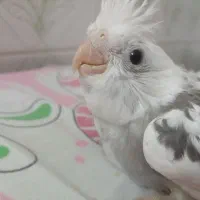 عروس هلندی زیبا