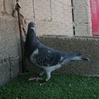 چاپی مسافت بلند|پرنده|برازجان, |دیوار