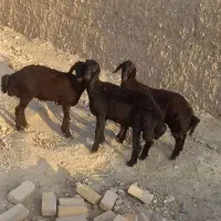 بره ماده
