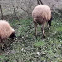 گوسفند|حیوانات مزرعه|اطاقور, |دیوار