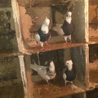 کبوتر طوق|پرنده|مریوان, |دیوار