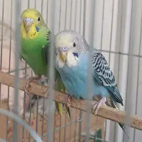 عشق|پرنده|فردیس, فرامرزیه|دیوار