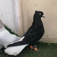 کبوتر دم سفید سار شامی ساده کرباتی