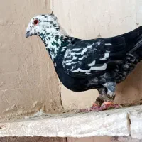 کفترکاشمر|پرنده|کاشمر, |دیوار