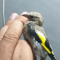 سهره جوجه سهره رسمی و سهره دورگ و گلبسر|پرنده|تهران, دولتخواه شمالی|دیوار