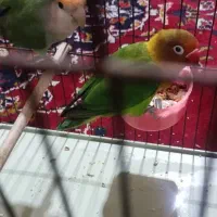 طوطی کوتوله