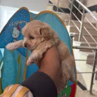 واگذاری سگ پودل کراس