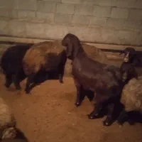 یک عدد بر جوان|حیوانات مزرعه|سراب, |دیوار