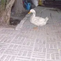 اوردک|حیوانات مزرعه|پیر بکران, |دیوار