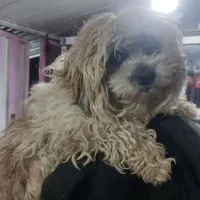 سگ آپارتمانی و نژاد تریر