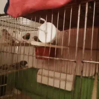 سلام فروش همه پرندگان با قفس  قیمت مناسب