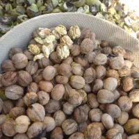 گردوی باکفیت درجه