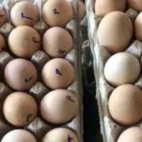 تخم نطفه دار جوجه راس گوشتی ضمانتی|حیوانات مزرعه|تهران, ترمینال غرب|دیوار