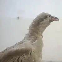 پرنده بلدرچین