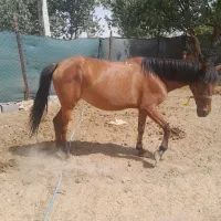 اسب مادیان و کره ۸ ماهه