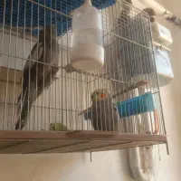 عروس هلندی