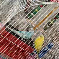 مرغ عشق نر وماده|پرنده|هشتگرد, شهرک بعثت|دیوار