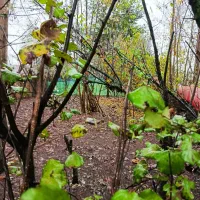 پکیج کامل(شالی،زمین،ویلاوباغ)کنارهم گیلان رشت سنگر|فروش خانه و ویلا|سنگر, |دیوار