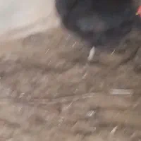 مرغ تخمی|حیوانات مزرعه|نهبندان, |دیوار