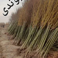 نهال درخت گل گلدان چنار گردو سرو کاج زیتون انجیر|گل و گیاه طبیعی|شیراز, رکن‌آباد|دیوار