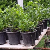 فروش شمشاد قیمت مناسب|گل و گیاه طبیعی|نوشهر, |دیوار