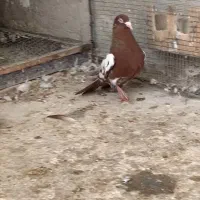 نروماده کارل میولمنز