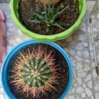 گل کاکتوس|گل و گیاه طبیعی|گلستان (تهران), |دیوار