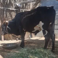 گاونر