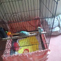 مرغ عشق ارزان