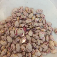 لوبیا چیتی زود پز محصول امسال