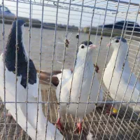 پرنده|پرنده|مشهد, حسین‌آباد|دیوار