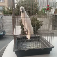 چند کلمه
