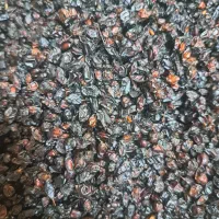 زرشک کوهی(آبگیری)