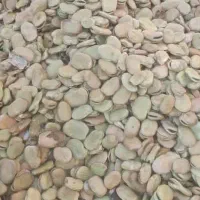 باقله سوری درجه ۱