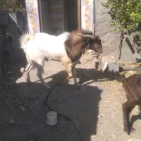 نری فروشی|حیوانات مزرعه|کهنوج, |دیوار