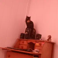 جهت جفت یابی گربه ماده هست