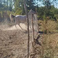 اسب نریان|اسب و تجهیزات اسبسواری|ملکان, |دیوار