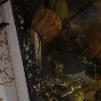 ماهی کت رافائل و کت فیش|ماهی|فردیس, شهرک شهید حسینی|دیوار